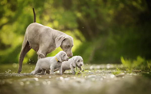 Adult Weimaraner with two curious puppies in sunlit grass — HD PC desktop wallpaper and background of baby animal dogs.