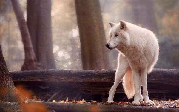 Animal Wolf Wolves Depth Of Field White Wolf HD Wallpaper | Background Image