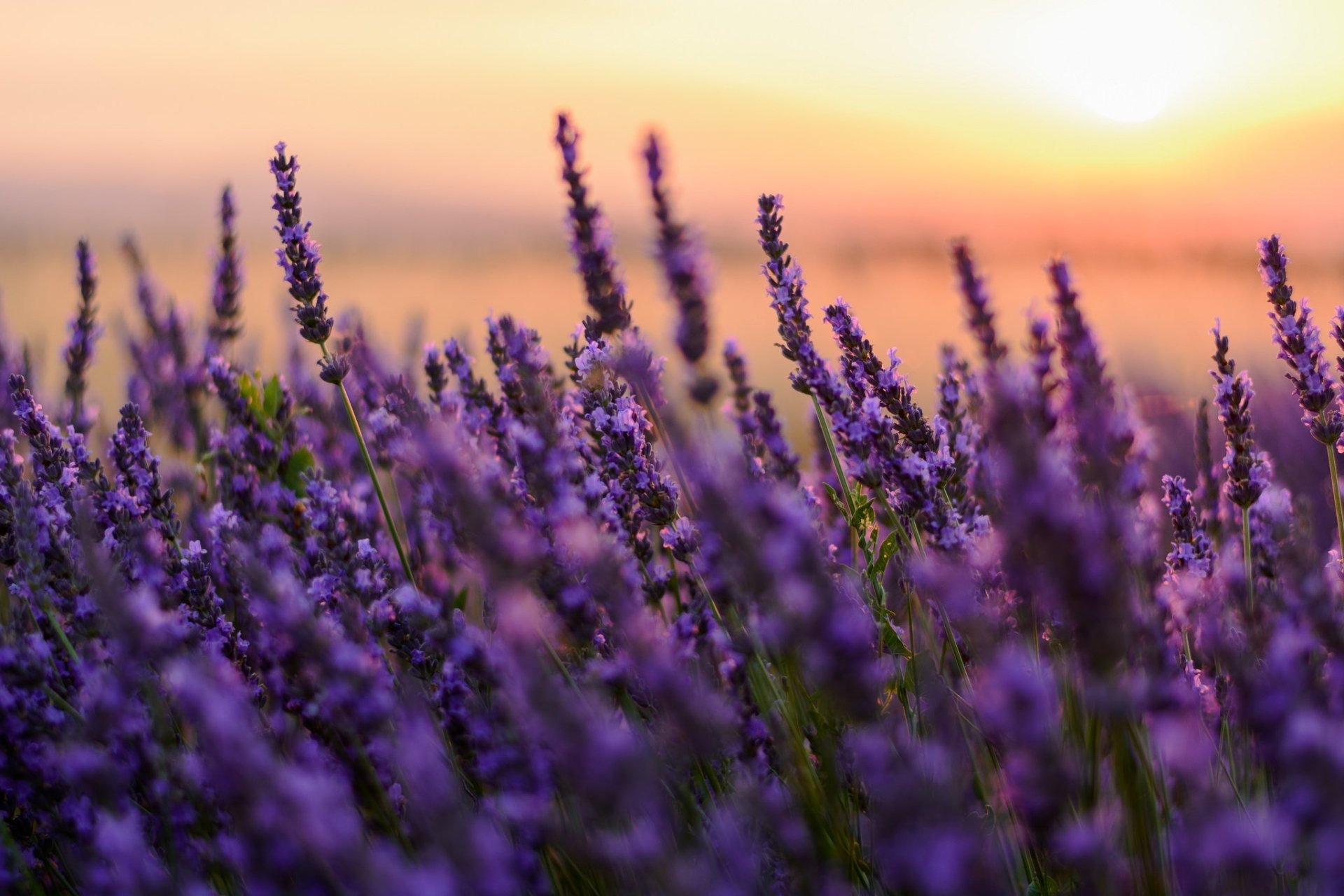 Download Close-up Purple Flower Flower Nature Lavender HD Wallpaper