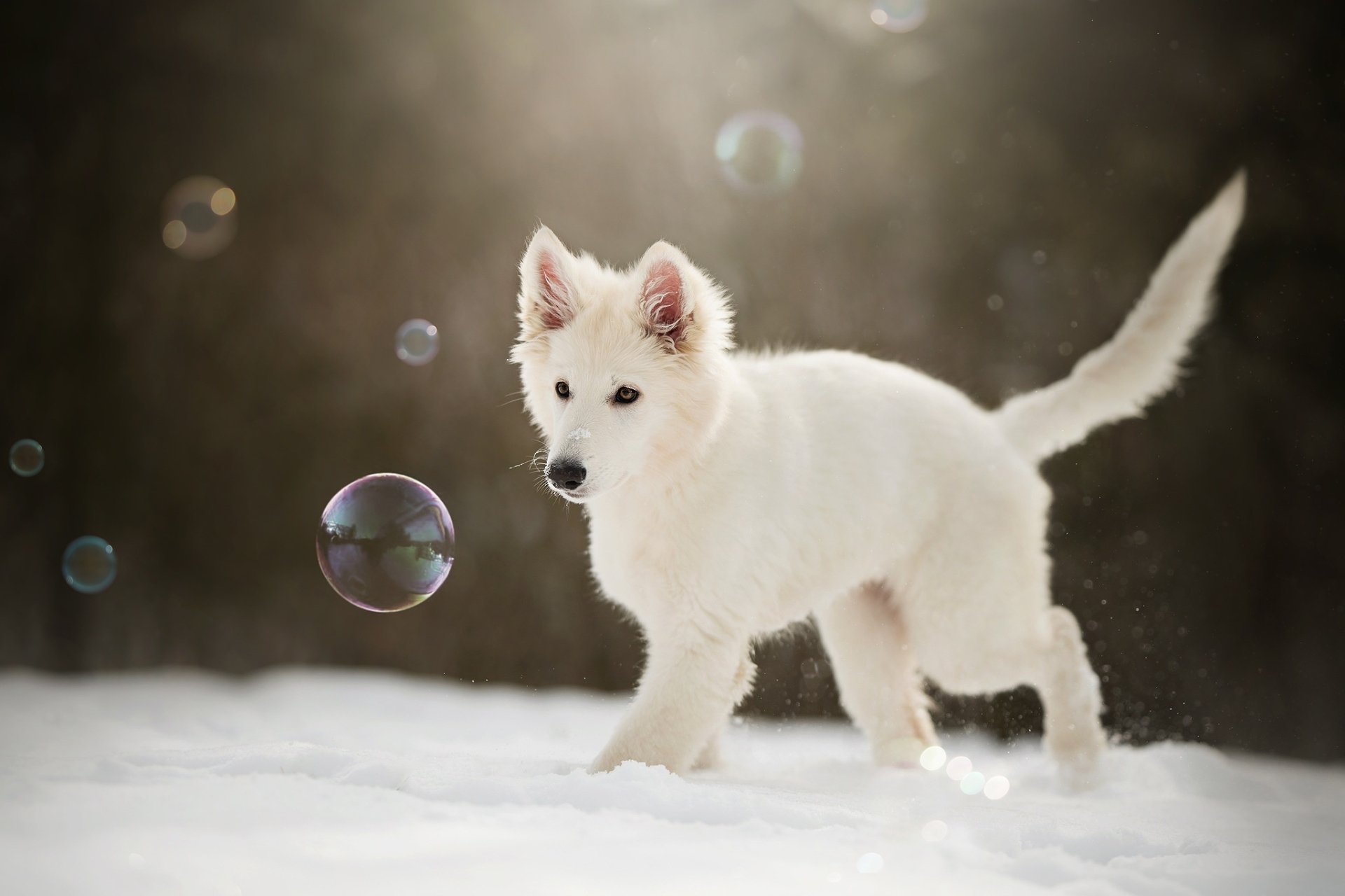White Berger Blanc Suisse puppy plays in the snow, captured in an HD desktop wallpaper with soft natural light and floating bubbles.