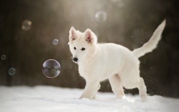 16 Berger Blanc Suisse Hd Wallpapers Background Images