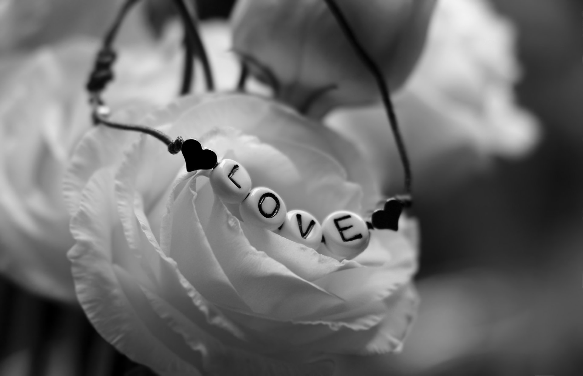 Black & white Valentine's Day photo: rose with bead bracelet spelling 'LOVE' — 5K Ultra HD PC desktop wallpaper
