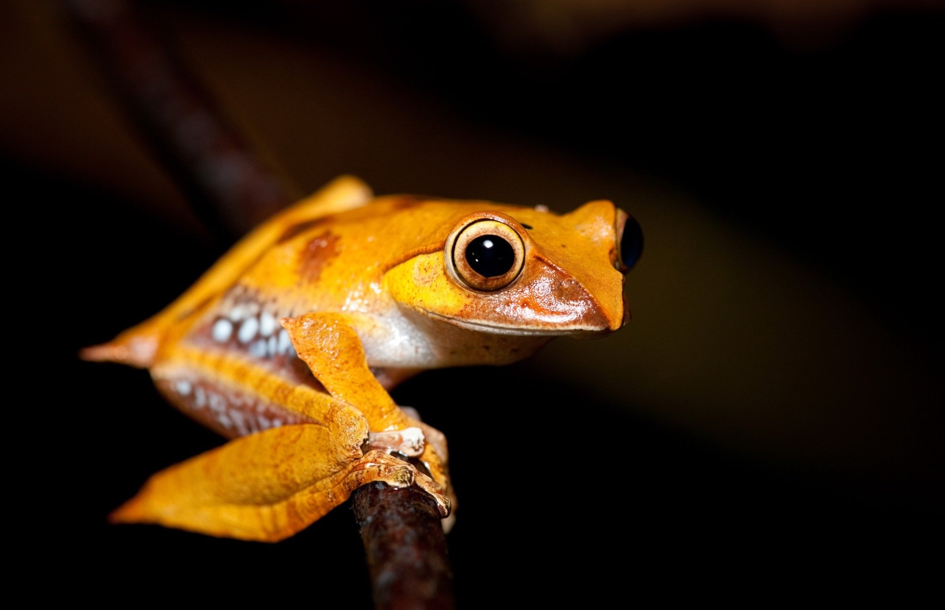 Download Amphibian Animal Frog HD Wallpaper