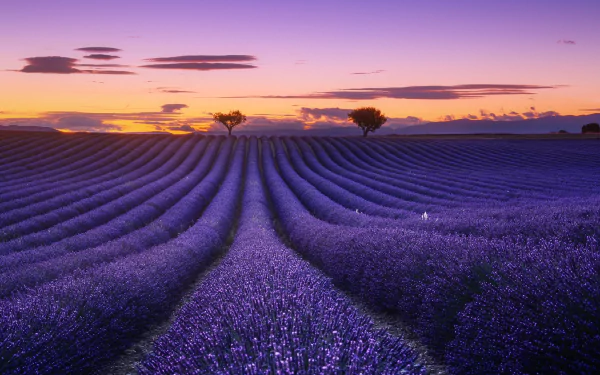 A stunning HD desktop wallpaper featuring a lavender field under a beautiful sunset sky. The purple flowers stretch out towards the horizon, creating a serene summer landscape in nature.
