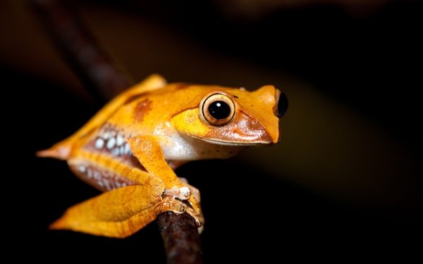 Animal Frog Frogs Amphibian HD Wallpaper | Background Image