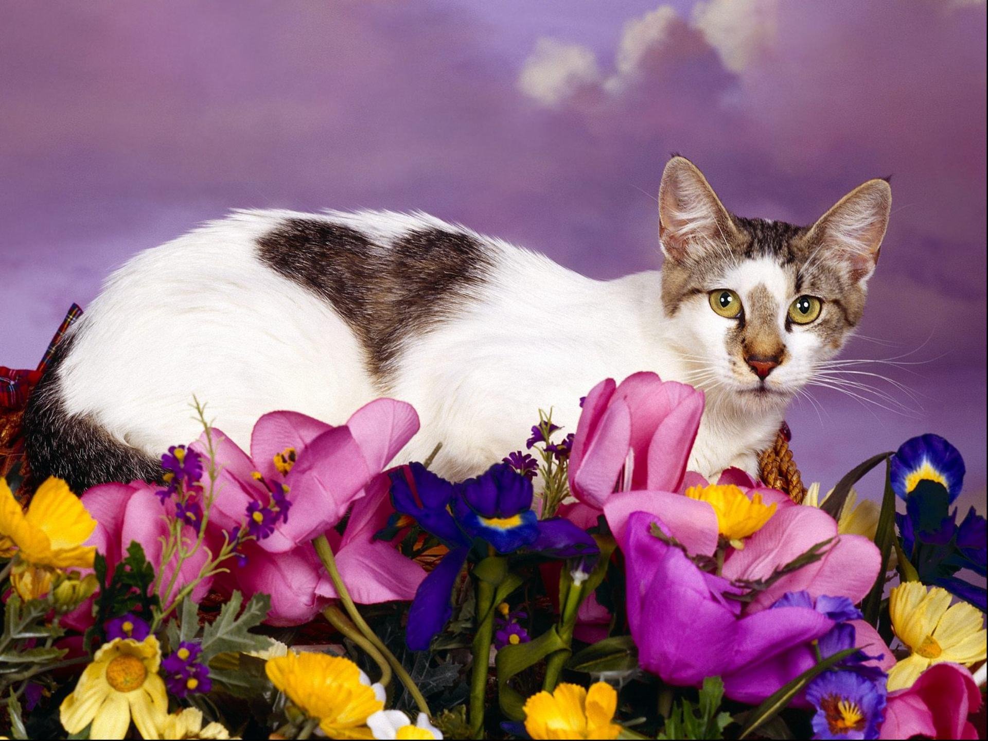 A beautiful cat rests among vibrant flowers against a dreamy purple backdrop, creating a stunning HD desktop wallpaper and background.