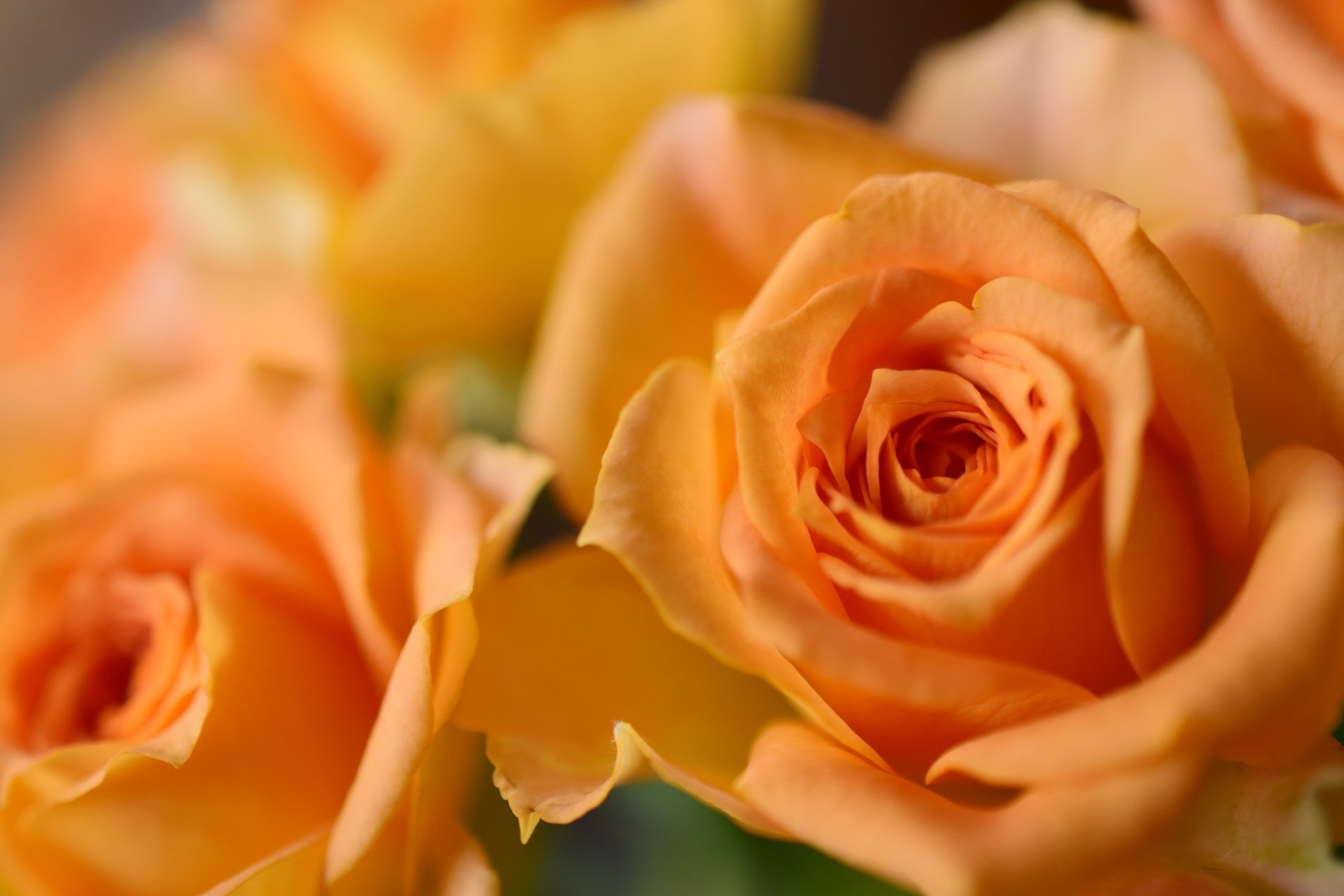 Download Peach Flower Macro Flower Nature Rose HD Wallpaper