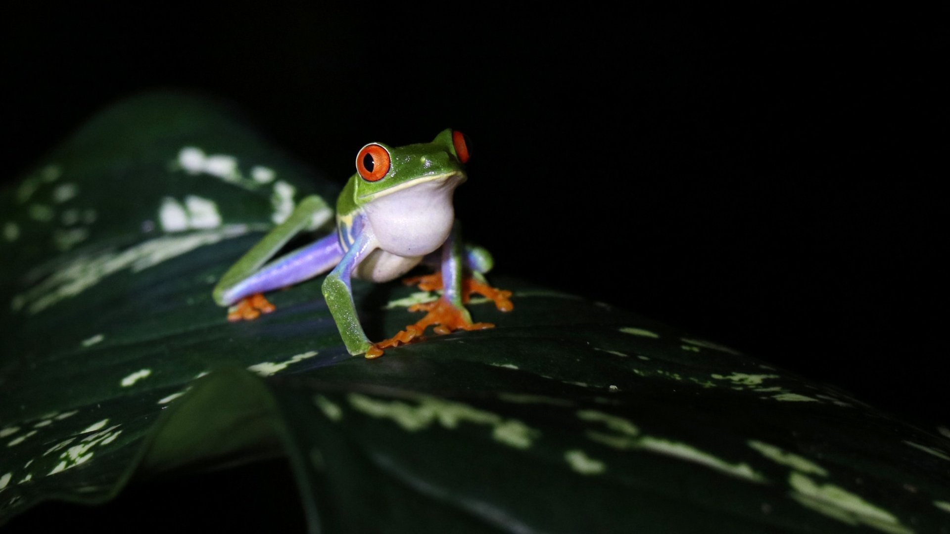Download Frog Amphibian Red-eyed Tree Frog Animal HD Wallpaper