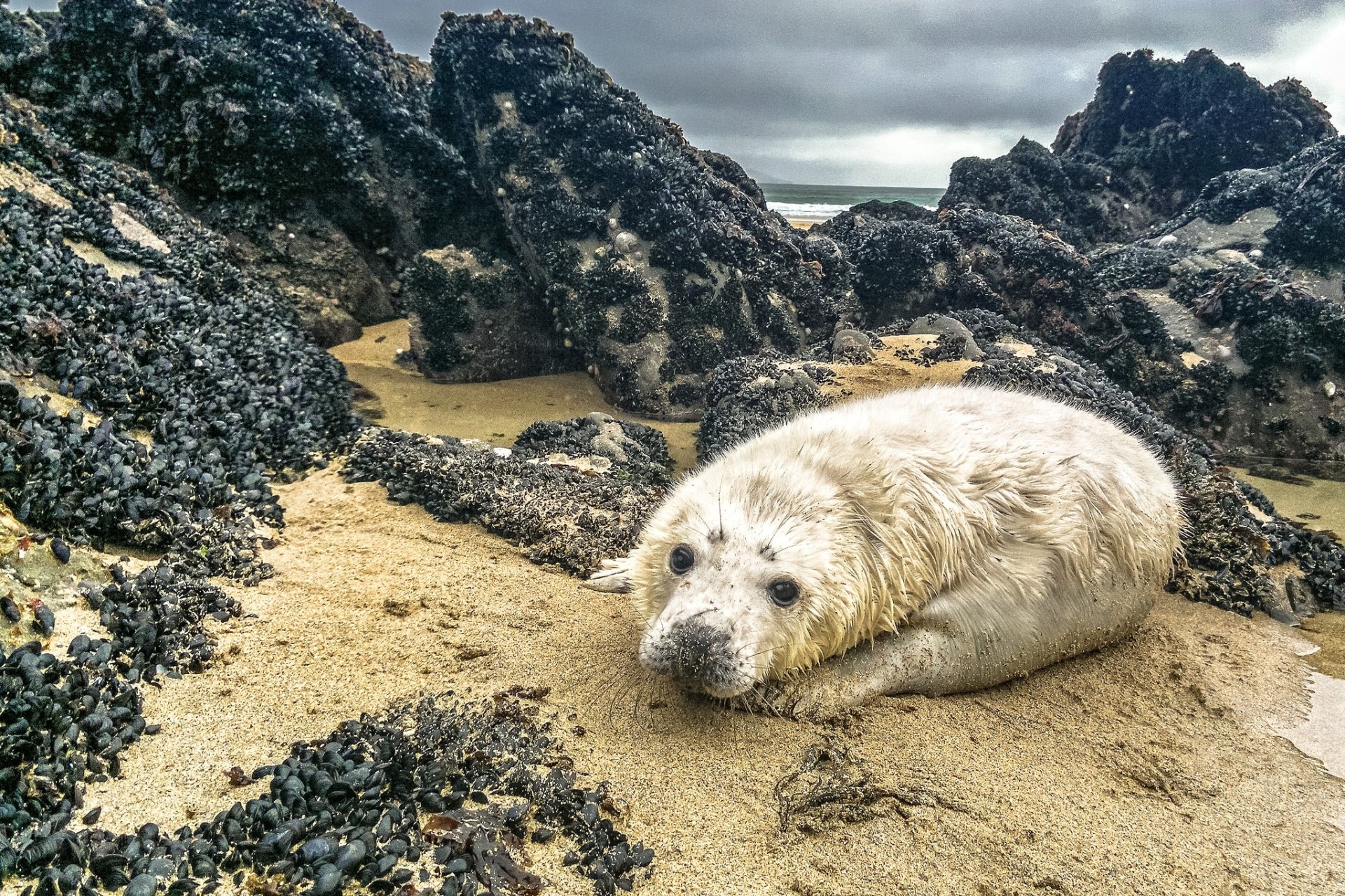 HD PC desktop wallpaper of a young seal resting on sandy shore surrounded by dark, rocky outcrops under a cloudy sky.