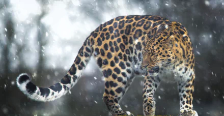 snowfall Animal leopard HD Desktop Wallpaper | Background Image