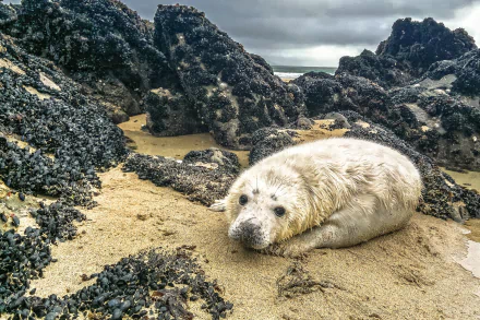 HD PC desktop wallpaper of a young seal resting on sandy shore surrounded by dark, rocky outcrops under a cloudy sky.