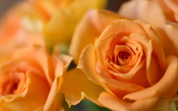 peach flower macro flower nature rose HD Desktop Wallpaper | Background Image