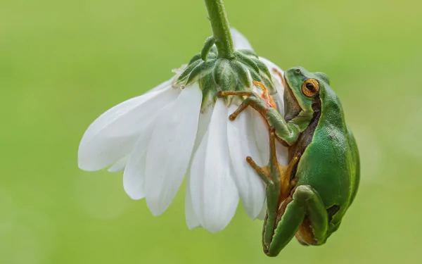 Macro HD wallpaper of a green amphibian frog clinging to the petals of a delicate white flower against a soft green background.