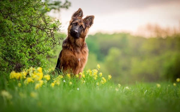 Animal German Shepherd Dogs Dog Depth Of Field HD Wallpaper | Background Image