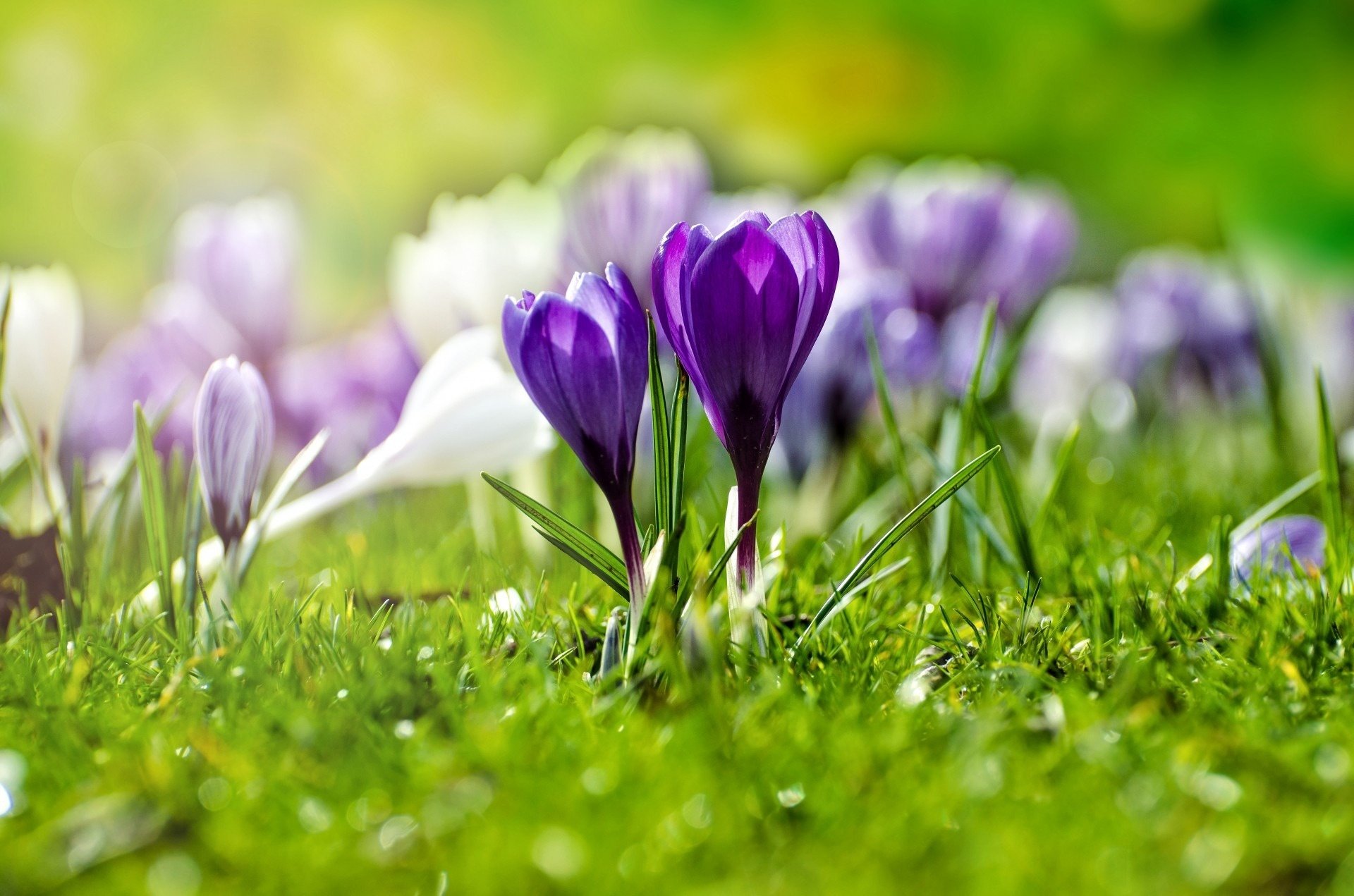 Download Purple Flower Macro Nature Crocus HD Wallpaper