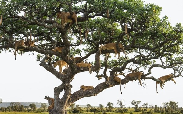 Animal Lion Cats Tree HD Wallpaper | Background Image