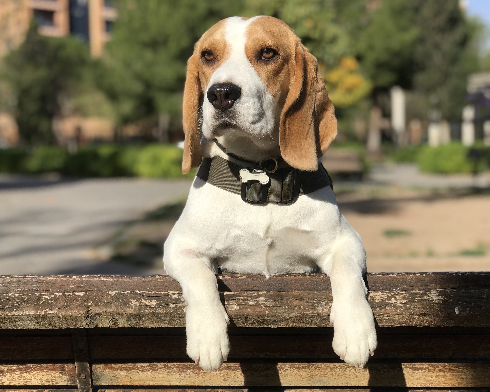 Cute Beagle By José Somovilla