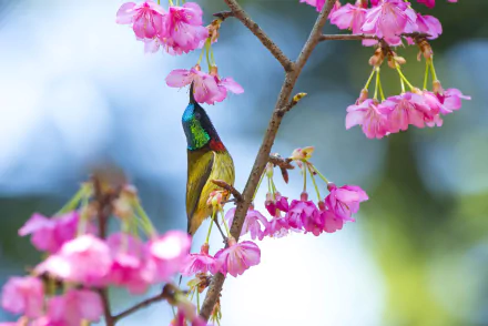 pink flower flower bird Animal sunbird HD Desktop Wallpaper | Background Image