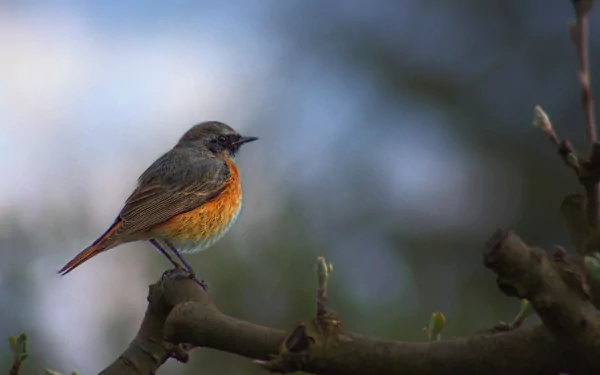  Red Starling by Peter Dargatz