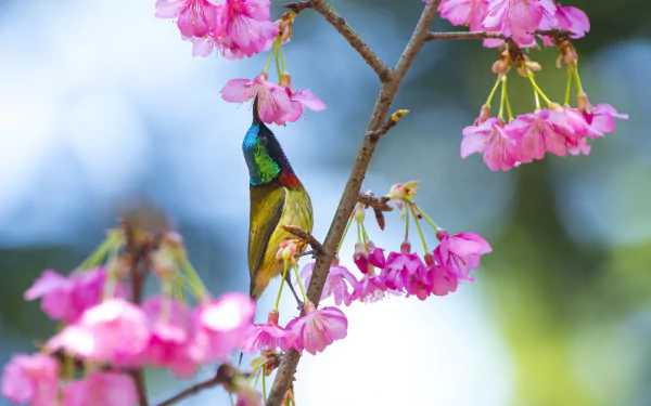 pink flower flower bird Animal sunbird HD Desktop Wallpaper | Background Image