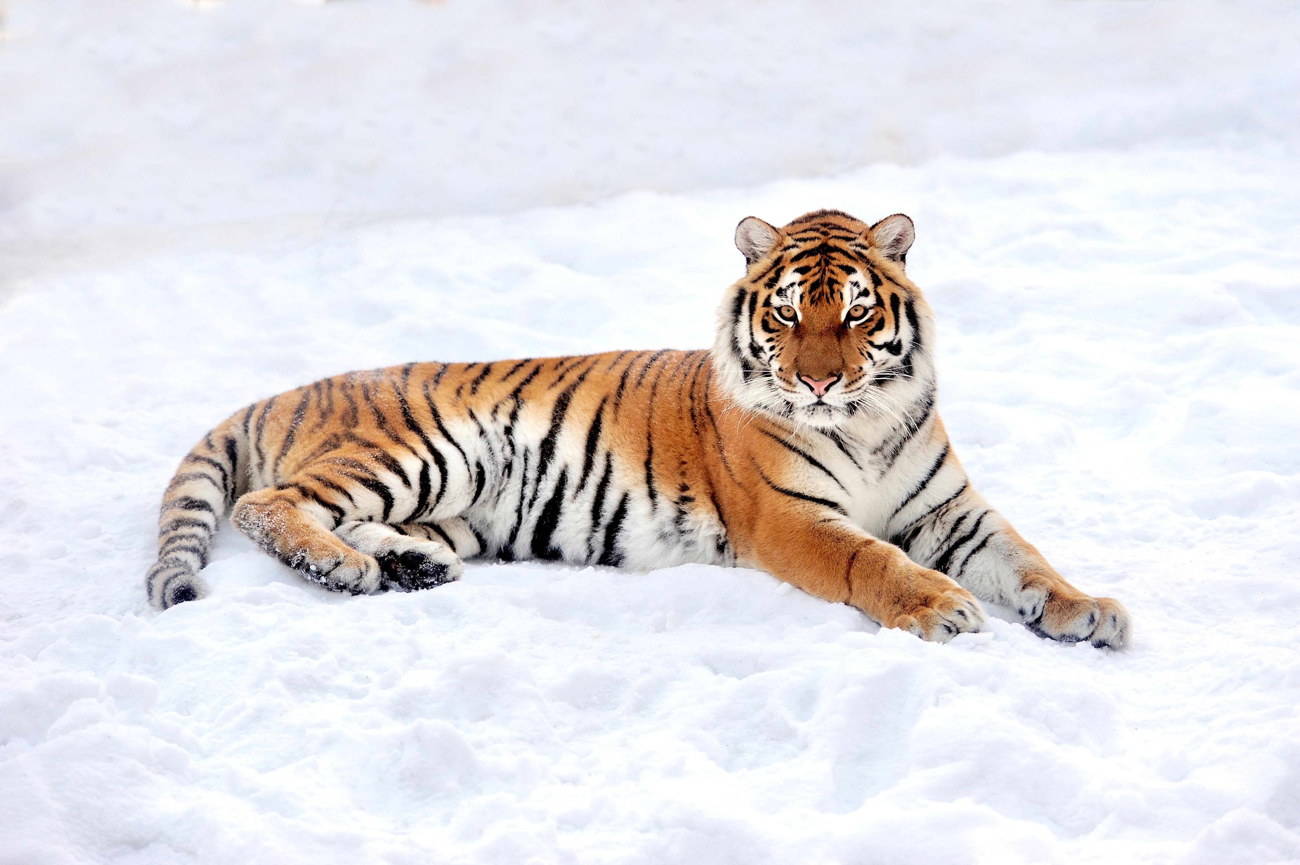 Majestic Tiger in Snow – Stunning 4K Ultra HD Animal Wallpaper