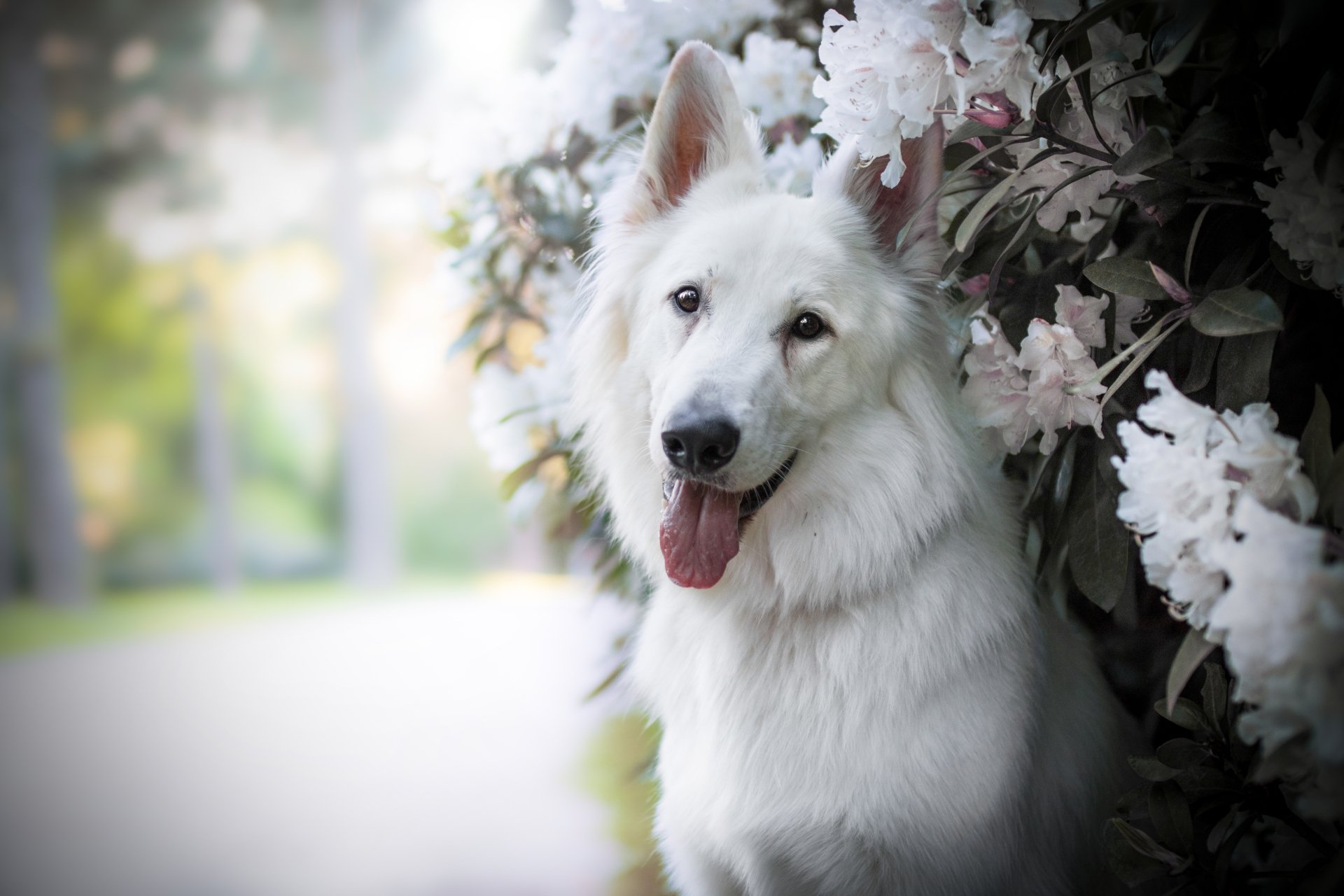 Shallow depth-of-field portrait of a smiling Berger Blanc Suisse dog beside white blossoms, high-detail 5K Ultra HD animal image for PC desktop wallpaper and background.