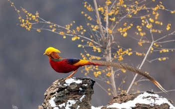 10 Pheasant HD Wallpapers | Background Images - Wallpaper Abyss