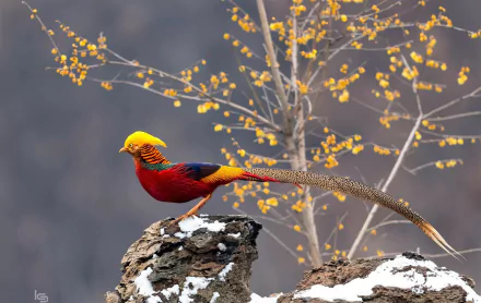  Pheasant