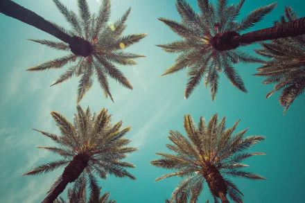 Low-angle view of palm trees radiating against a turquoise sky — 8K Ultra HD PC desktop wallpaper, nature scene.