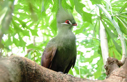 Turaco in a tree