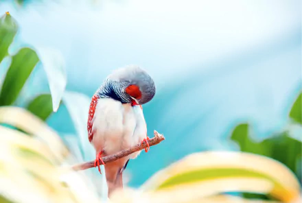 Animal finch HD Desktop Wallpaper | Background Image