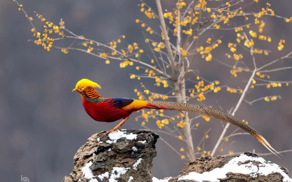 A colorful golden pheasant perched on a rock with delicate yellow blossoms in the background, captured in vibrant HD for a desktop wallpaper.