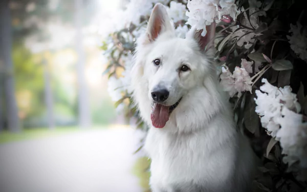 Shallow depth-of-field portrait of a smiling Berger Blanc Suisse dog beside white blossoms, high-detail 5K Ultra HD animal image for PC desktop wallpaper and background.