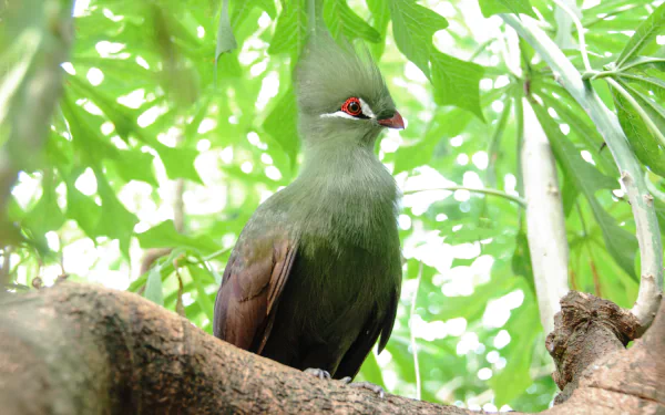  Turaco in a tree