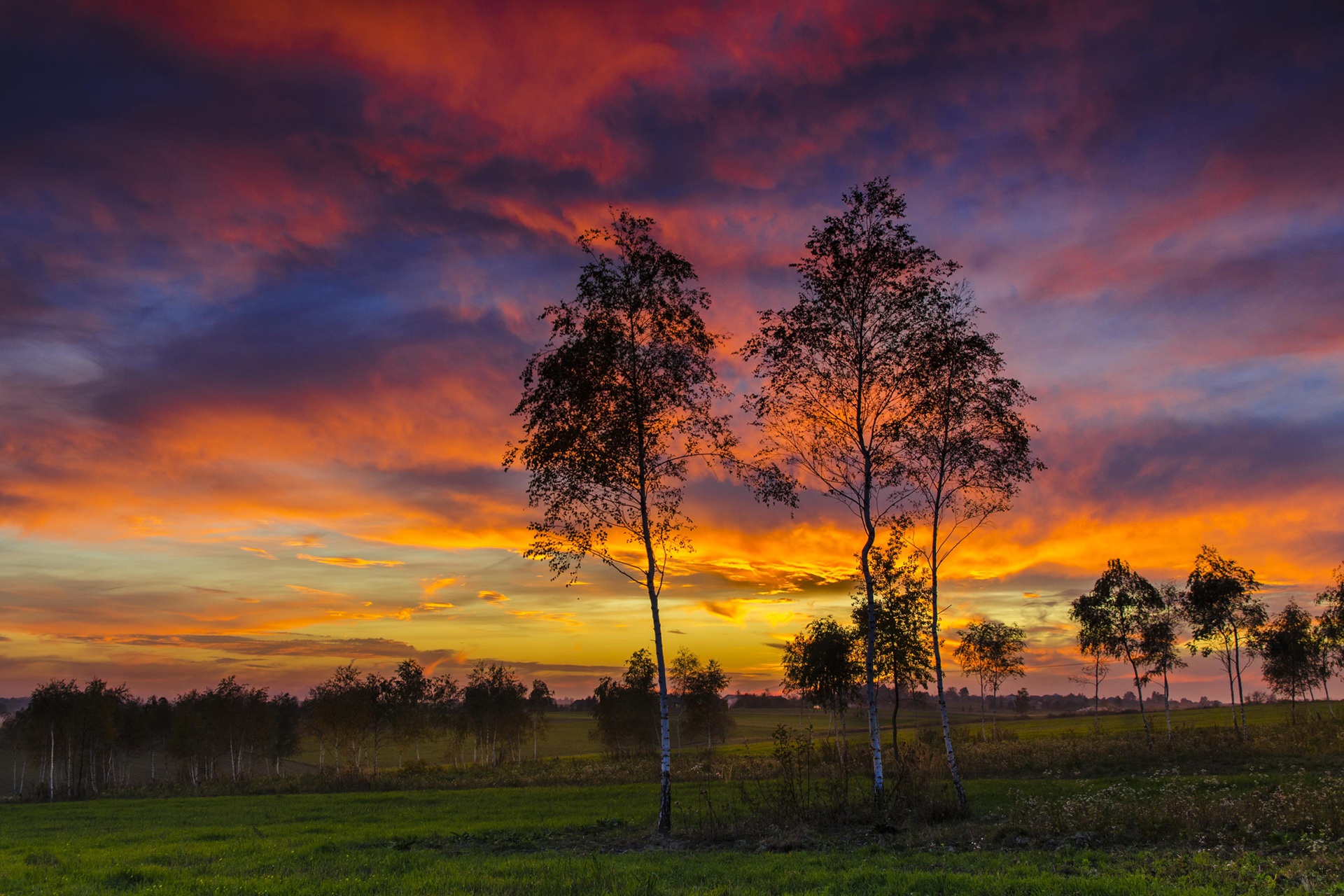 Download Tree Field Sky Nature Sunset HD Wallpaper