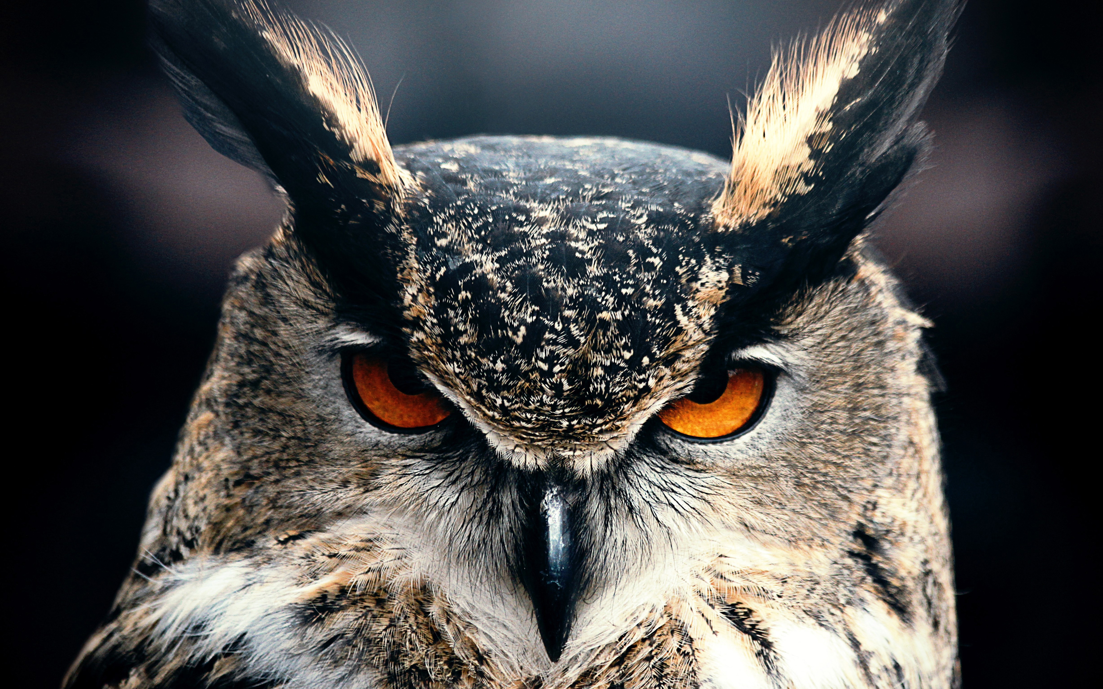 Animal Owl 4k Ultra Hd Wallpaper