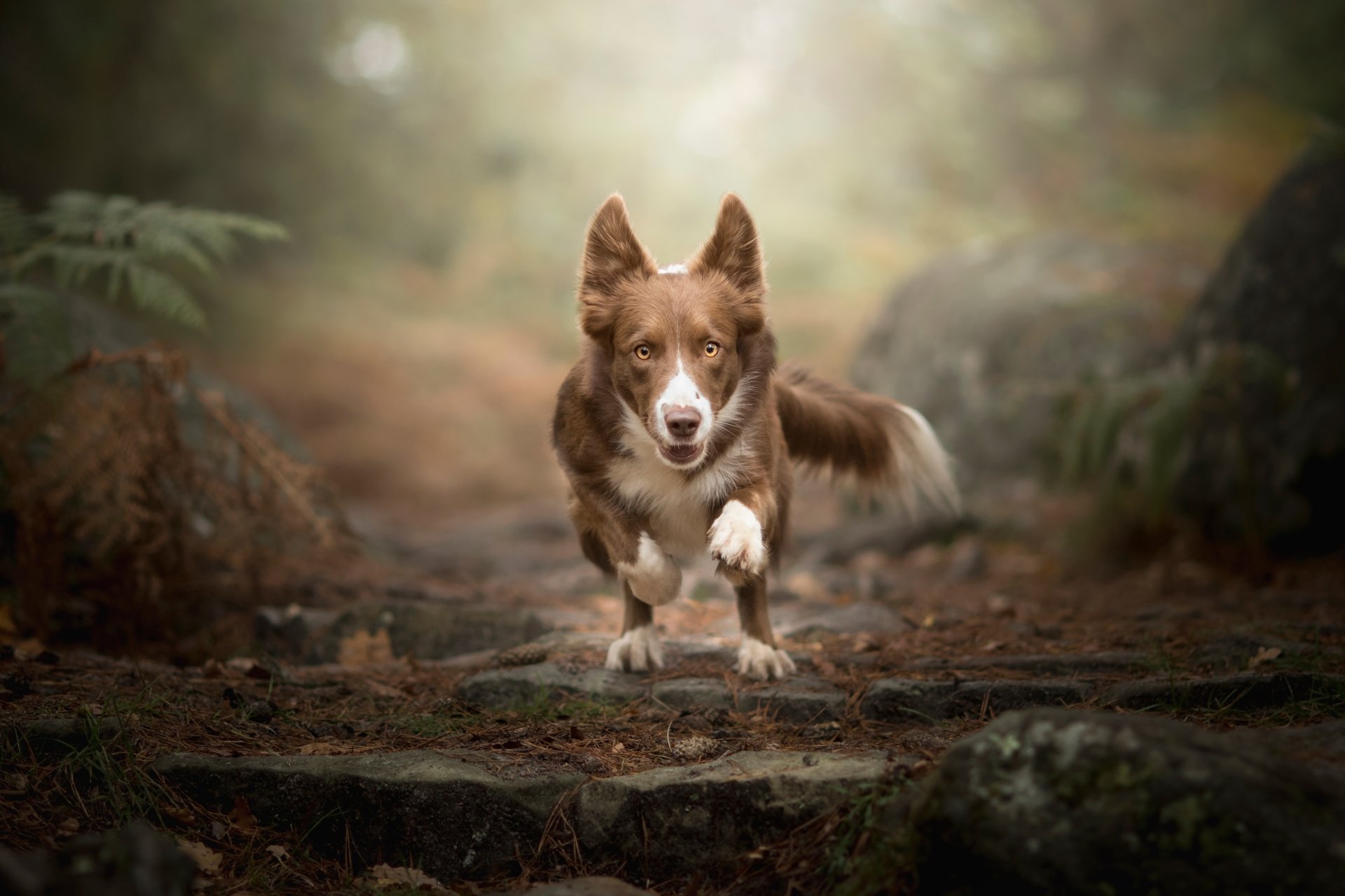 Animal Border Collie 4k Ultra HD Wallpaper