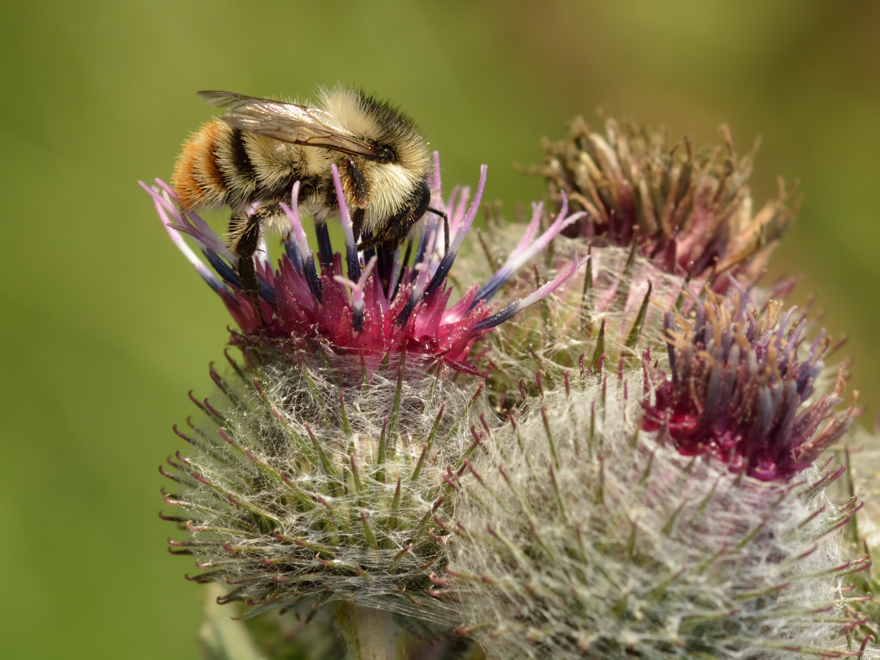 Shrill Carder Bee by Ivar Leidus