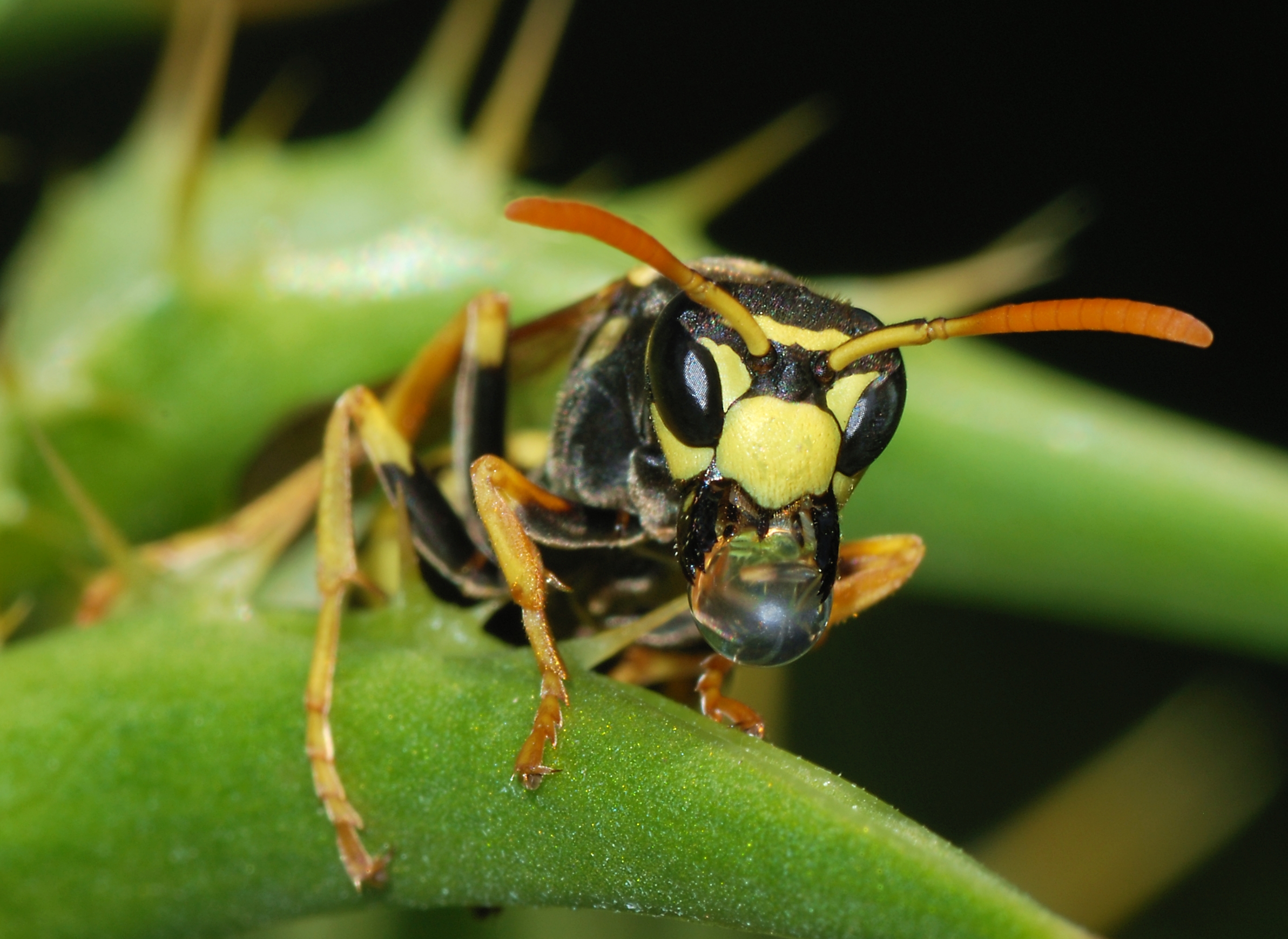 Сколько живут осы в природе. Polistes dominula. Оса Полиста. Шершень насекомое. Бразильский Шершень.