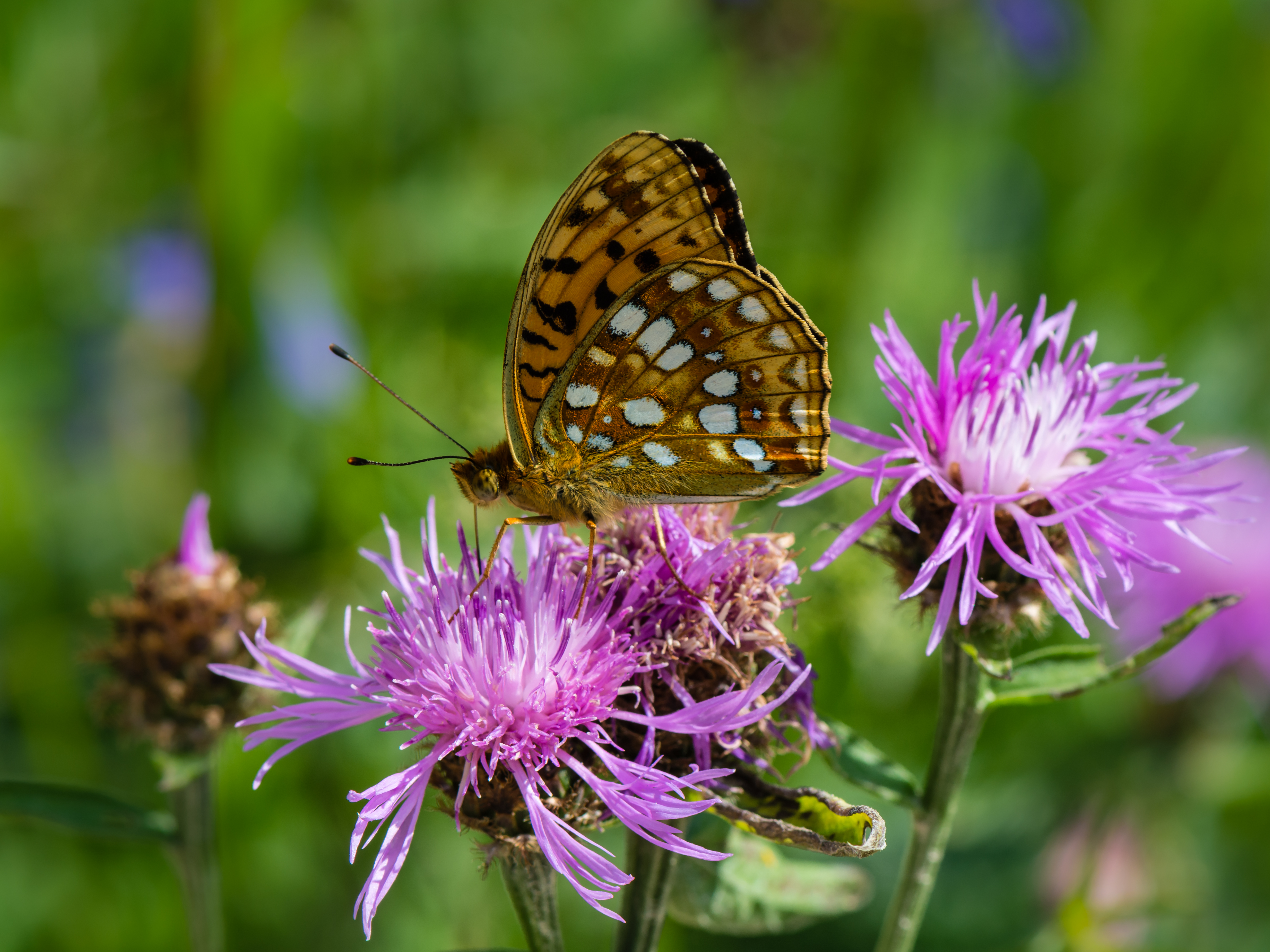 High Brown Fritillary on a Brown Knapweed by Uoaei1