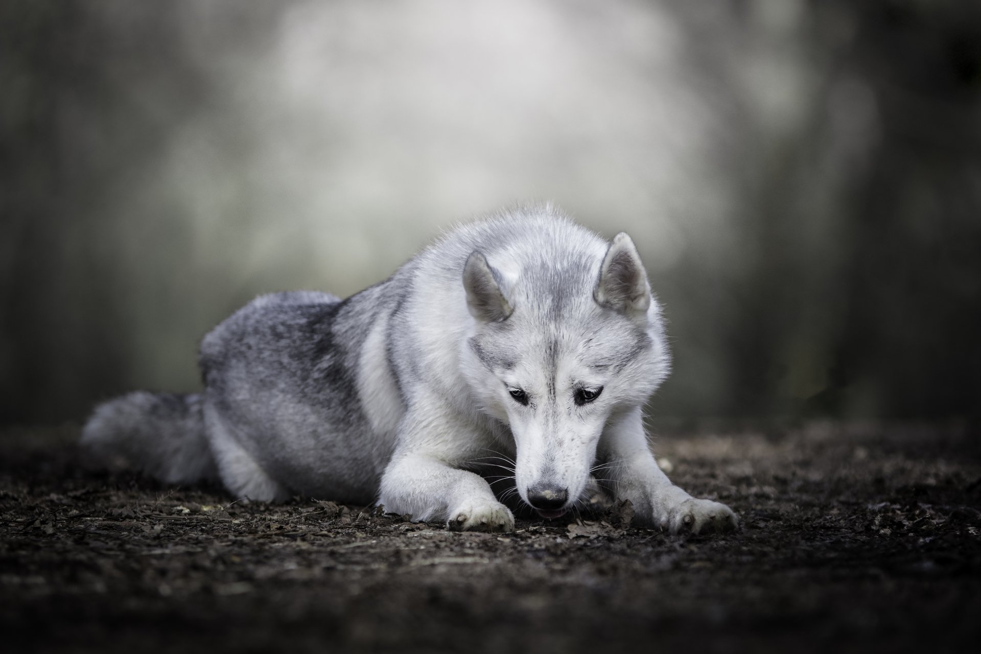 A wolfdog with a focused expression lies on the ground, captured in sharp detail with a soft, blurred background in a 4K Ultra HD depth of field image.
