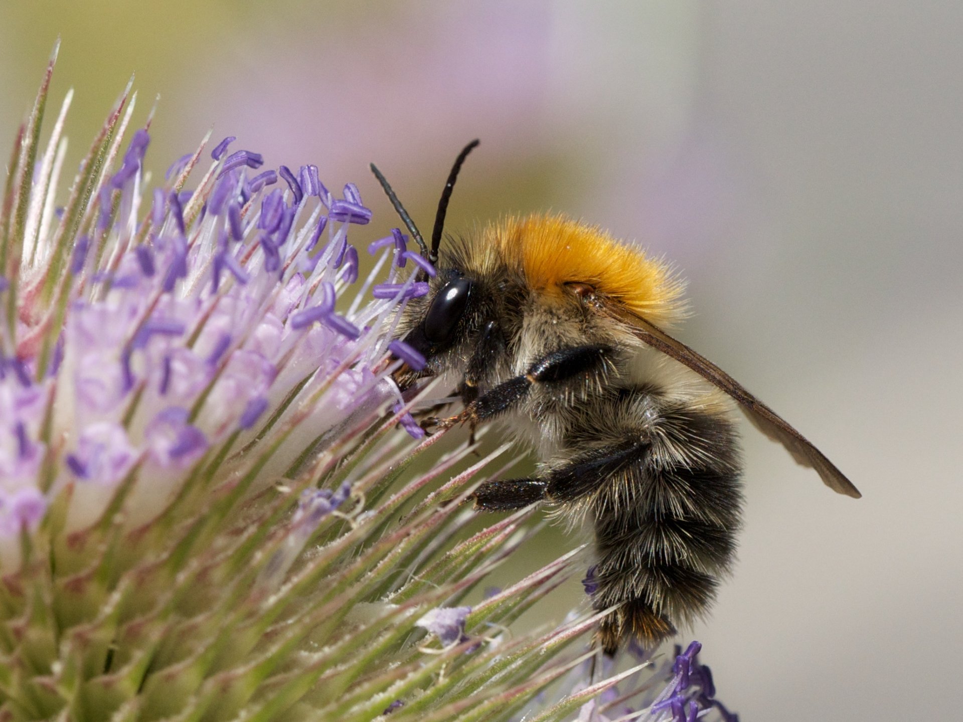 Common Carder Bee By Sputniktilt