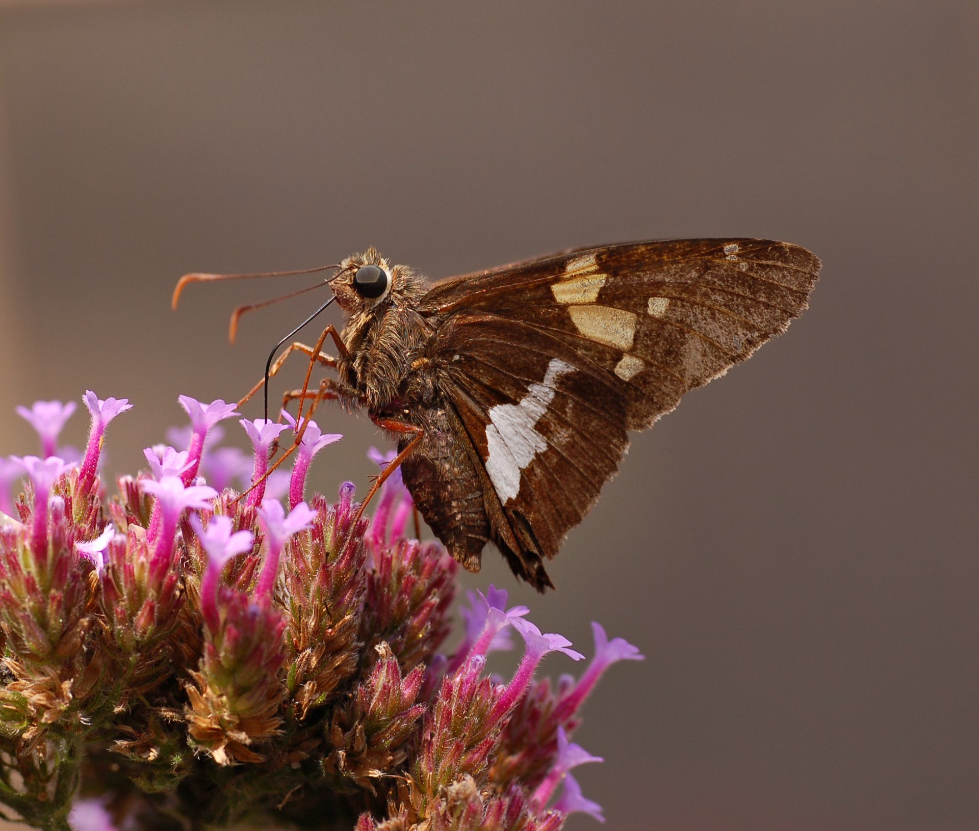 Download Silver-spotted Skipper Flower Animal Butterfly  HD Wallpaper by Derek Ramsey