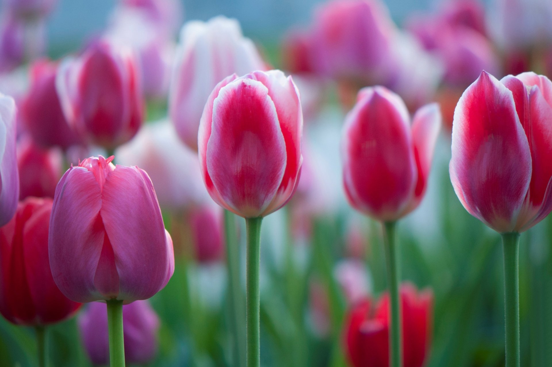 Download Pink Flower Macro Flower Nature Tulip HD Wallpaper