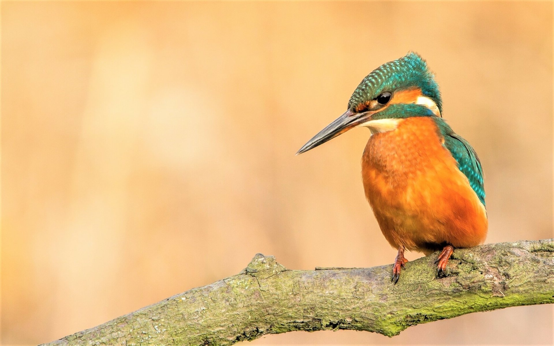 Download Bird Animal Kingfisher HD Wallpaper