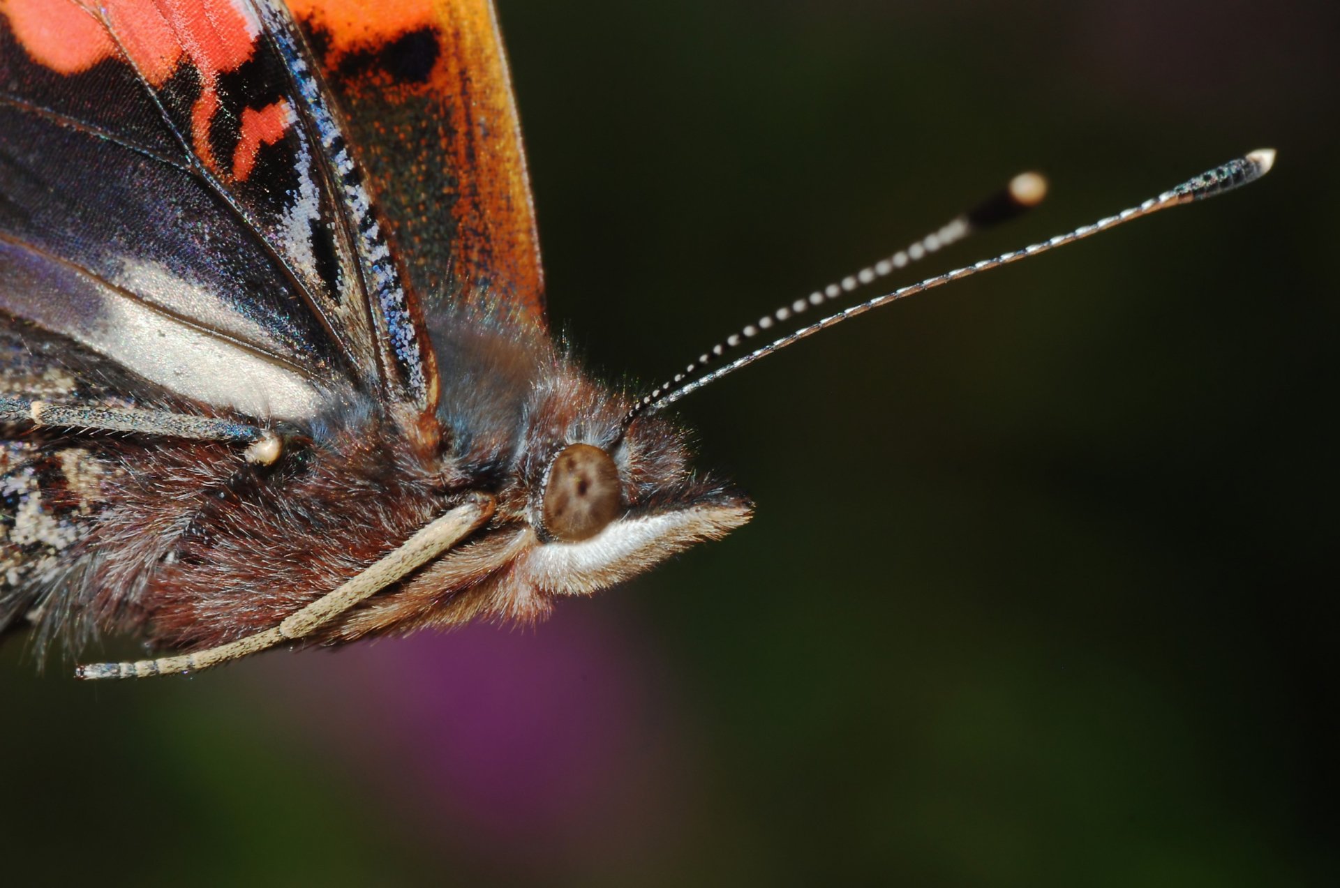 Булавовидный Усик у бабочки