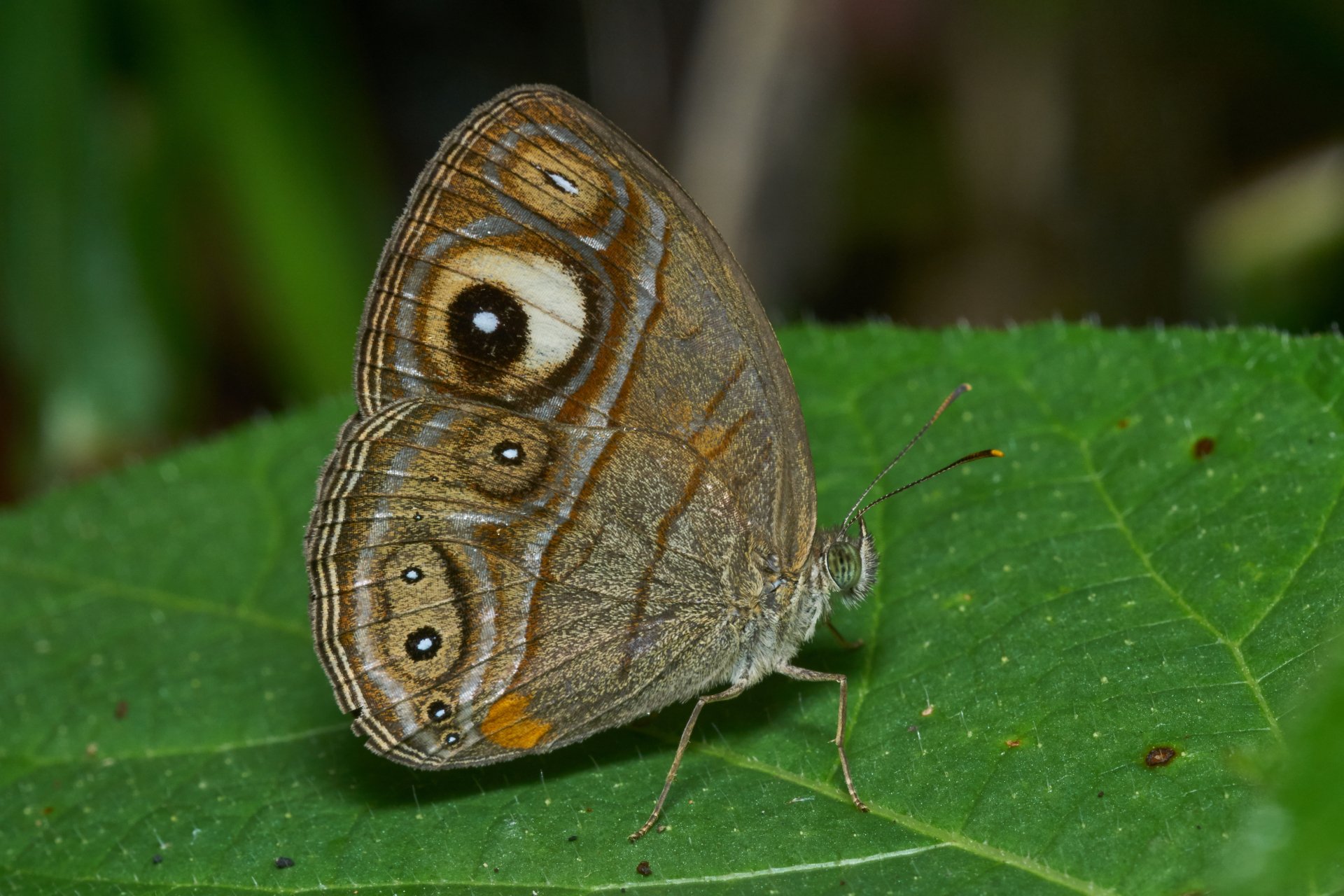 glad-eye-bushbrown-mycalesis-patnia-by-jee-rani-nature-photography