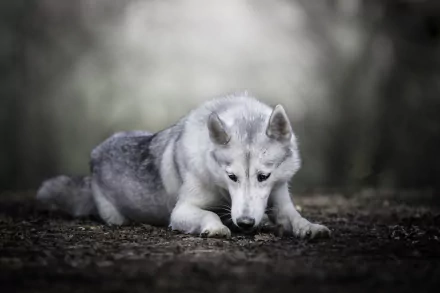 A wolfdog with a focused expression lies on the ground, captured in sharp detail with a soft, blurred background in a 4K Ultra HD depth of field image.