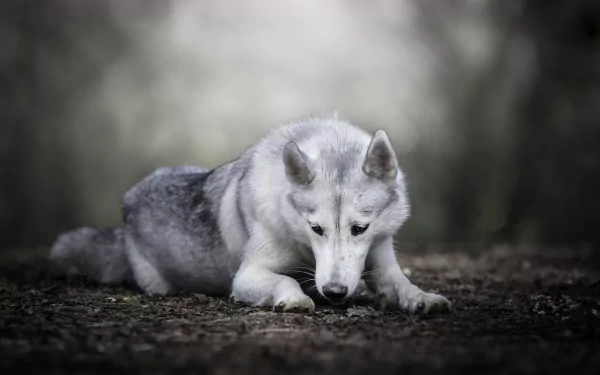 A wolfdog with a focused expression lies on the ground, captured in sharp detail with a soft, blurred background in a 4K Ultra HD depth of field image.