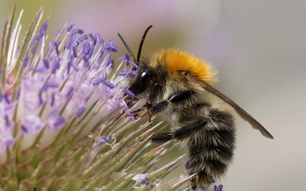 Animal Bee Insects Flower Common Carder Bee HD Wallpaper | Background Image